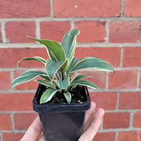 Baby  Plant - Cordyline Coffee Compacta Folia House