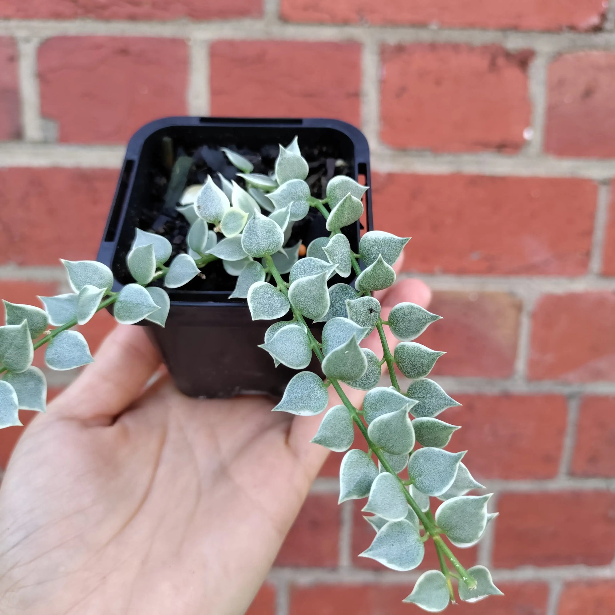 Baby Plant - Dischidia Million Heart Variegated Folia House