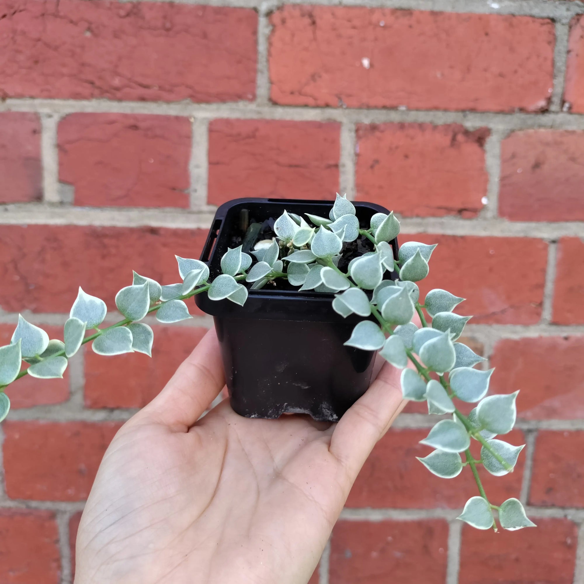 Baby Plant - Dischidia Million Heart Variegated Folia House