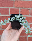 Baby Plant - Dischidia Million Heart Variegated Folia House