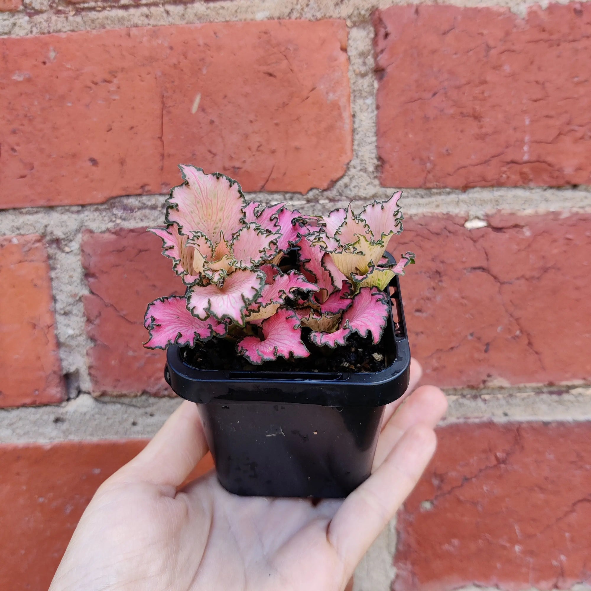 Baby Plant - Fittonia Paradisian Pink Star Folia House