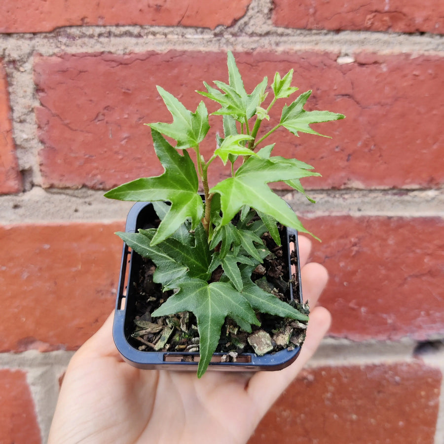 Baby Plant - Needlepoint Ivy Hedera Helix Folia House
