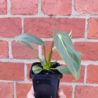 Baby Plant - Philodendron Gloriosum - 7cm Pot Folia House