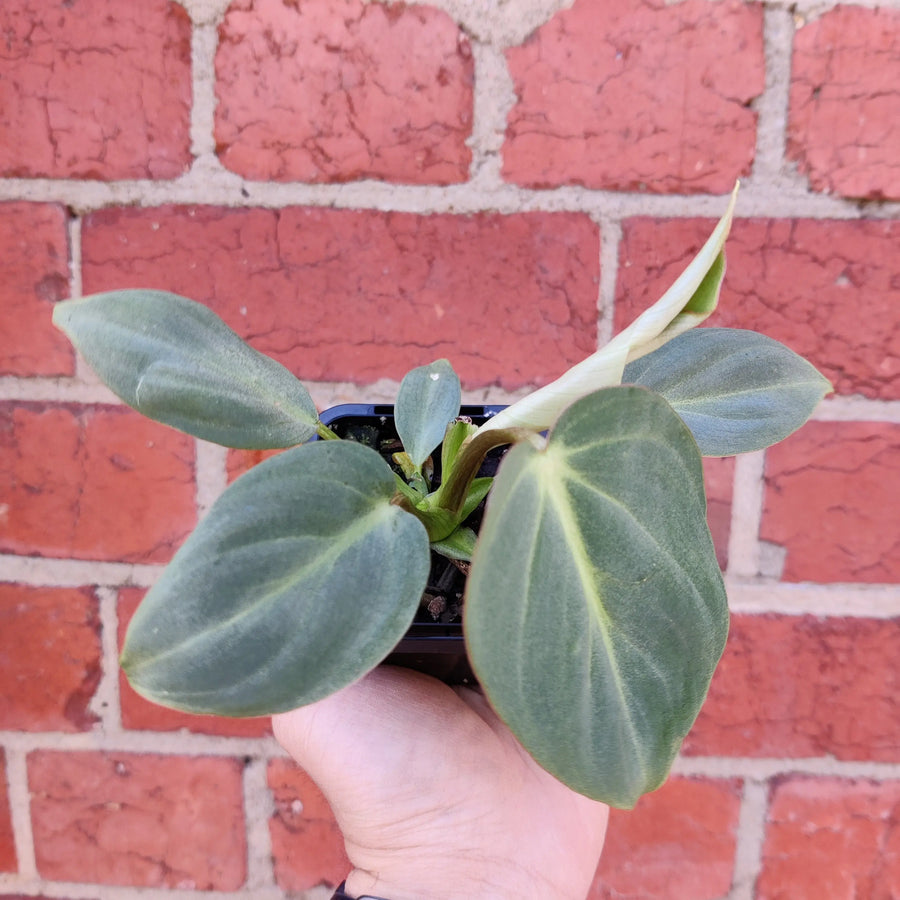 Baby Plant - Philodendron Gloriosum - 7cm Pot Folia House