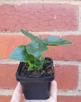 Baby Plant - Philodendron super Atom- 7cm Pot Folia House