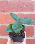 Baby Plant - Philodendron super Atom- 7cm Pot Folia House