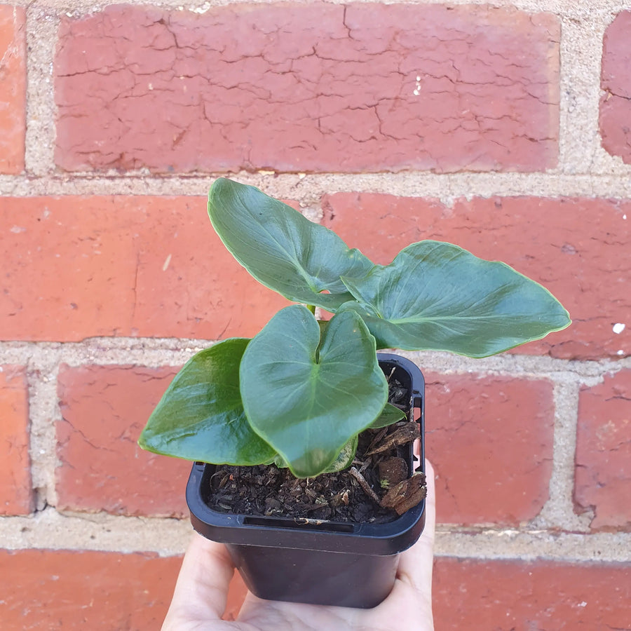Baby Plant - Philodendron super Atom- 7cm Pot Folia House