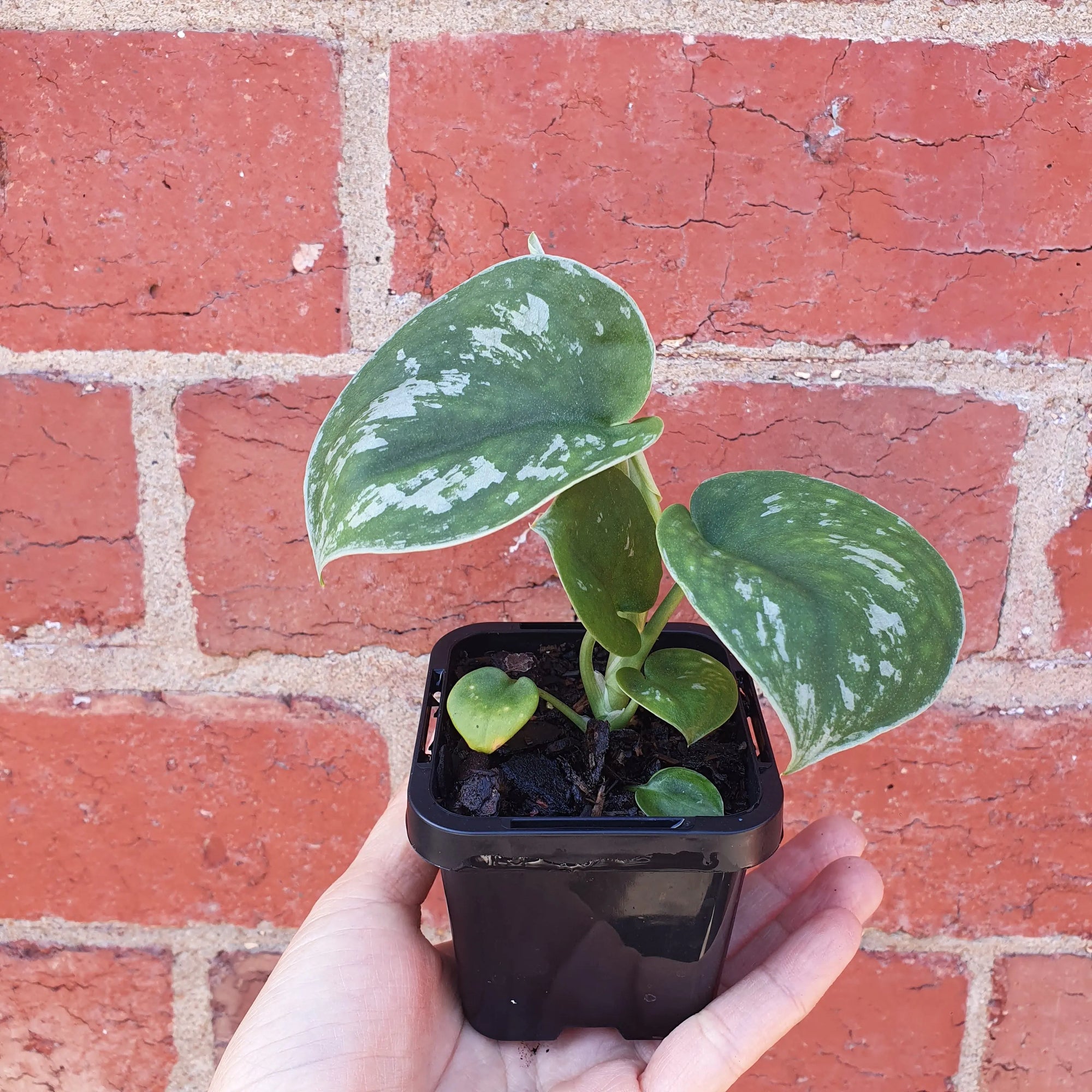 Baby Plant - Scindapsis Exotica (silver satin pothos) Folia House