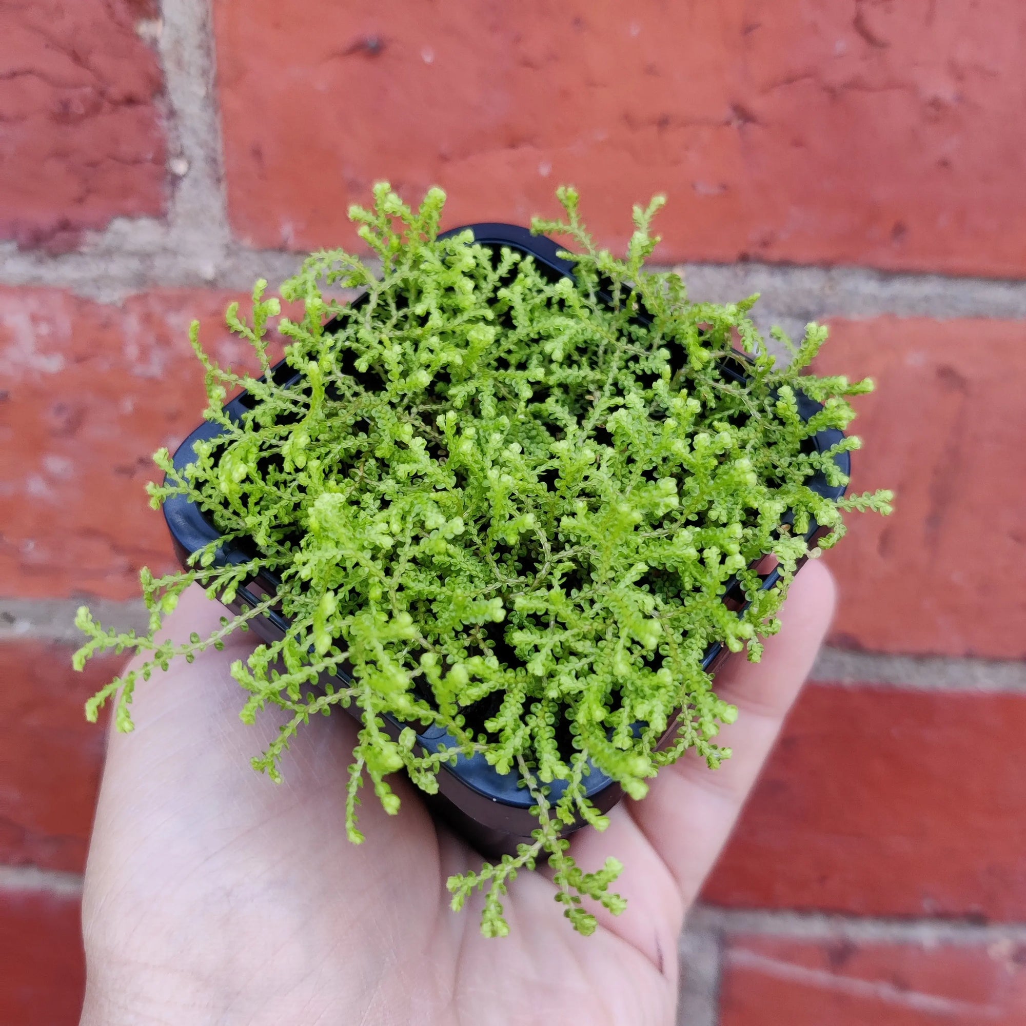 Baby Plant - Selaginella Golden Carpet Folia House