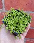 Baby Plant - Selaginella Golden Carpet Folia House