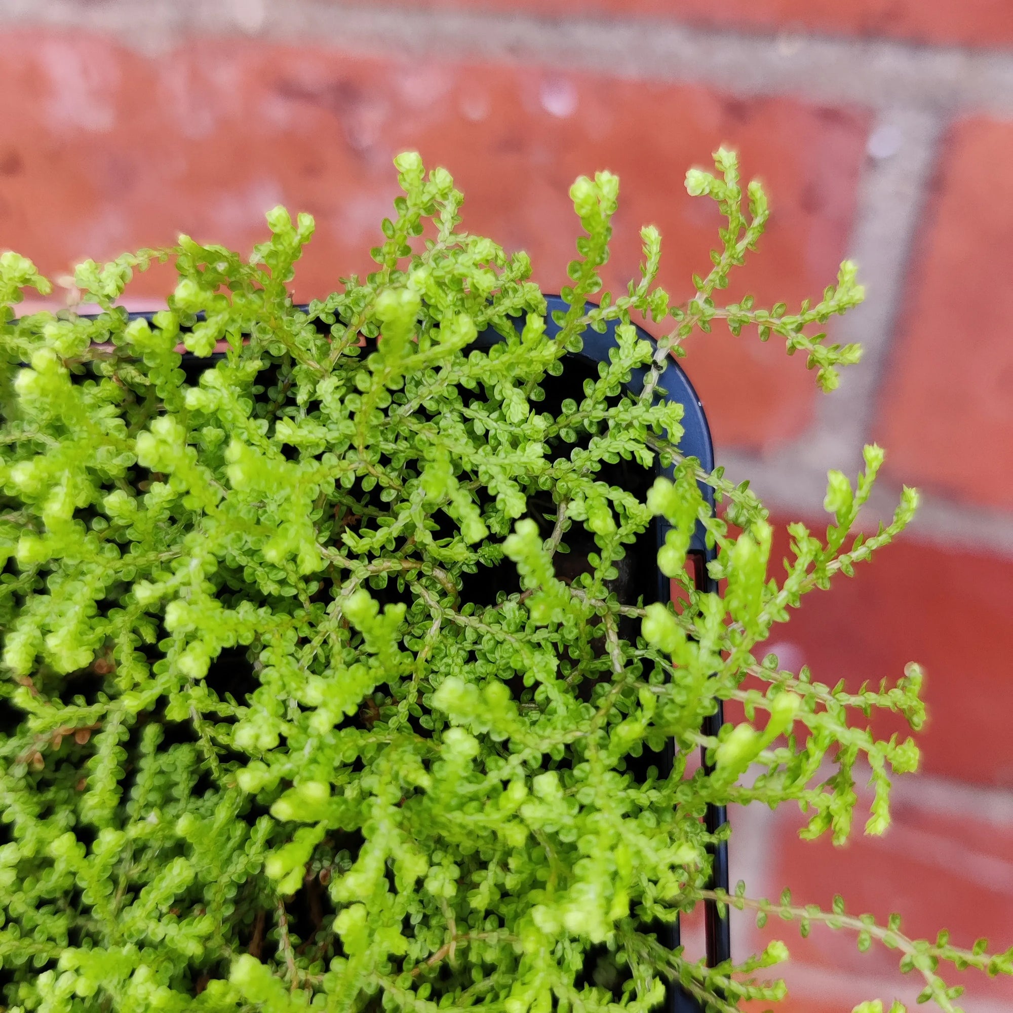 Baby Plant - Selaginella Golden Carpet Folia House