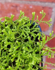 Baby Plant - Selaginella Golden Carpet Folia House