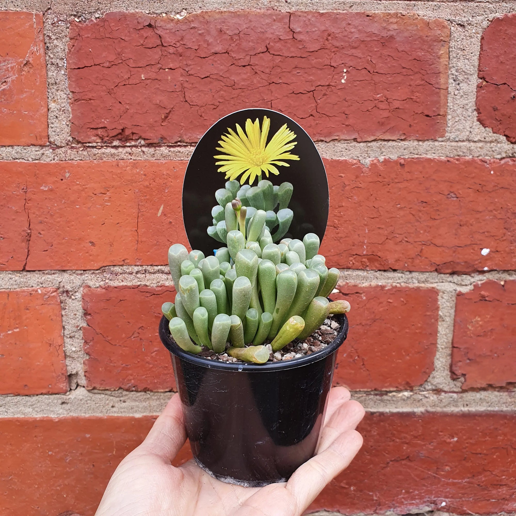 Baby Toes Fenestraria - 8cm pot Folia House