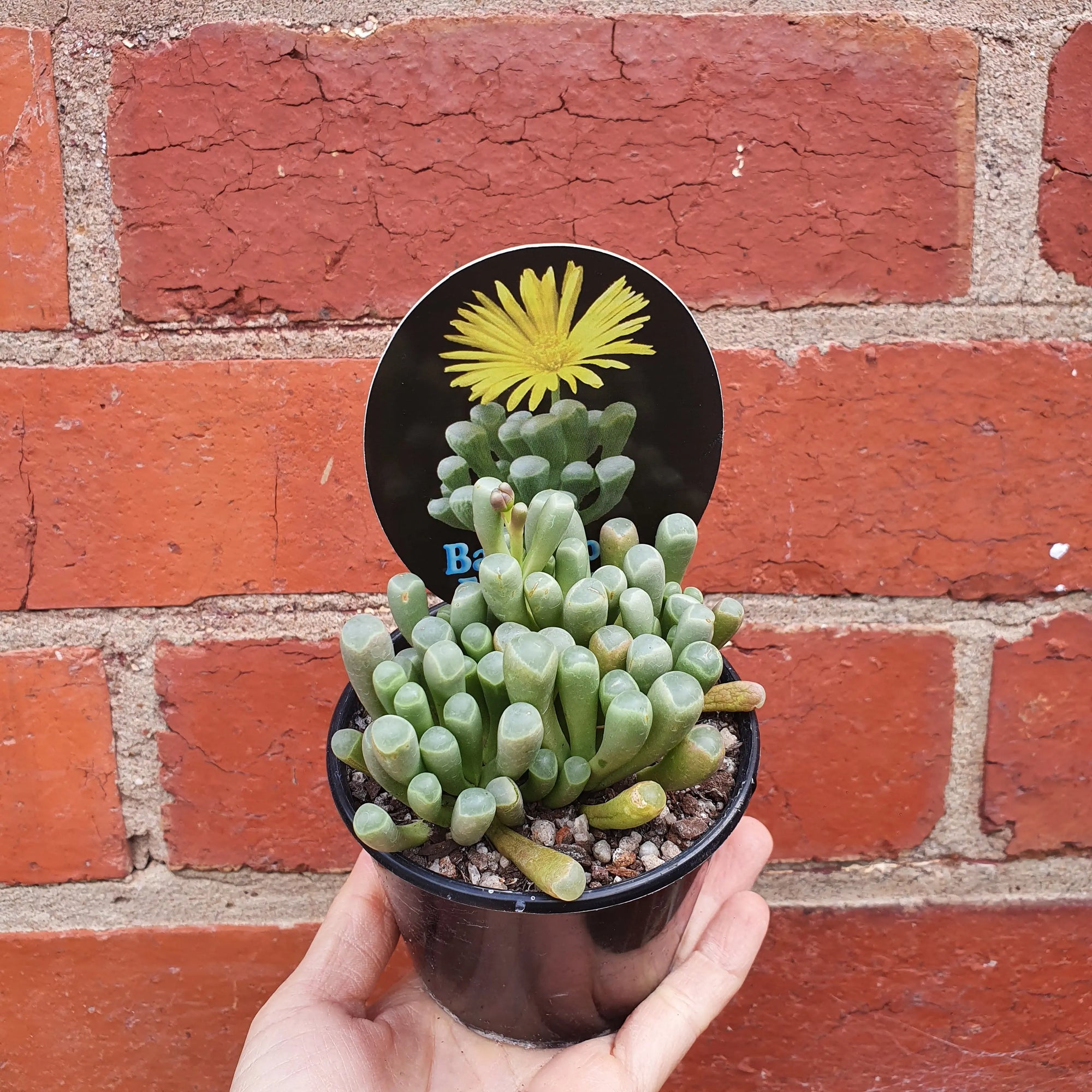 Baby Toes Fenestraria - 8cm pot Folia House