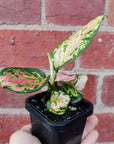 Baby plant - Aglaonema Beauty - 7cm pot Folia House