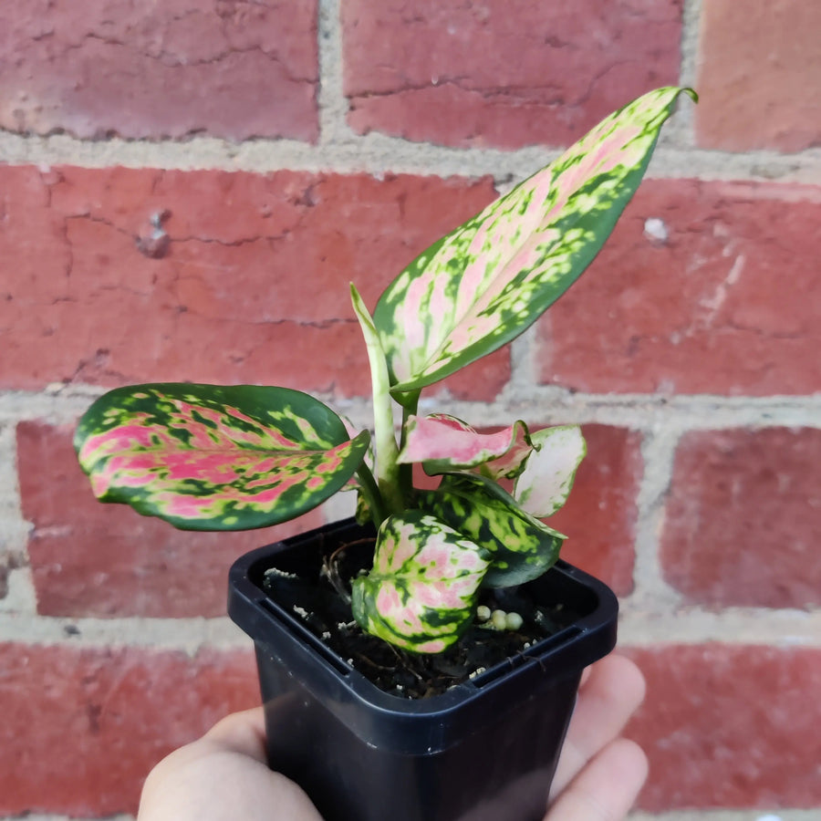 Baby plant - Aglaonema Beauty - 7cm pot Folia House
