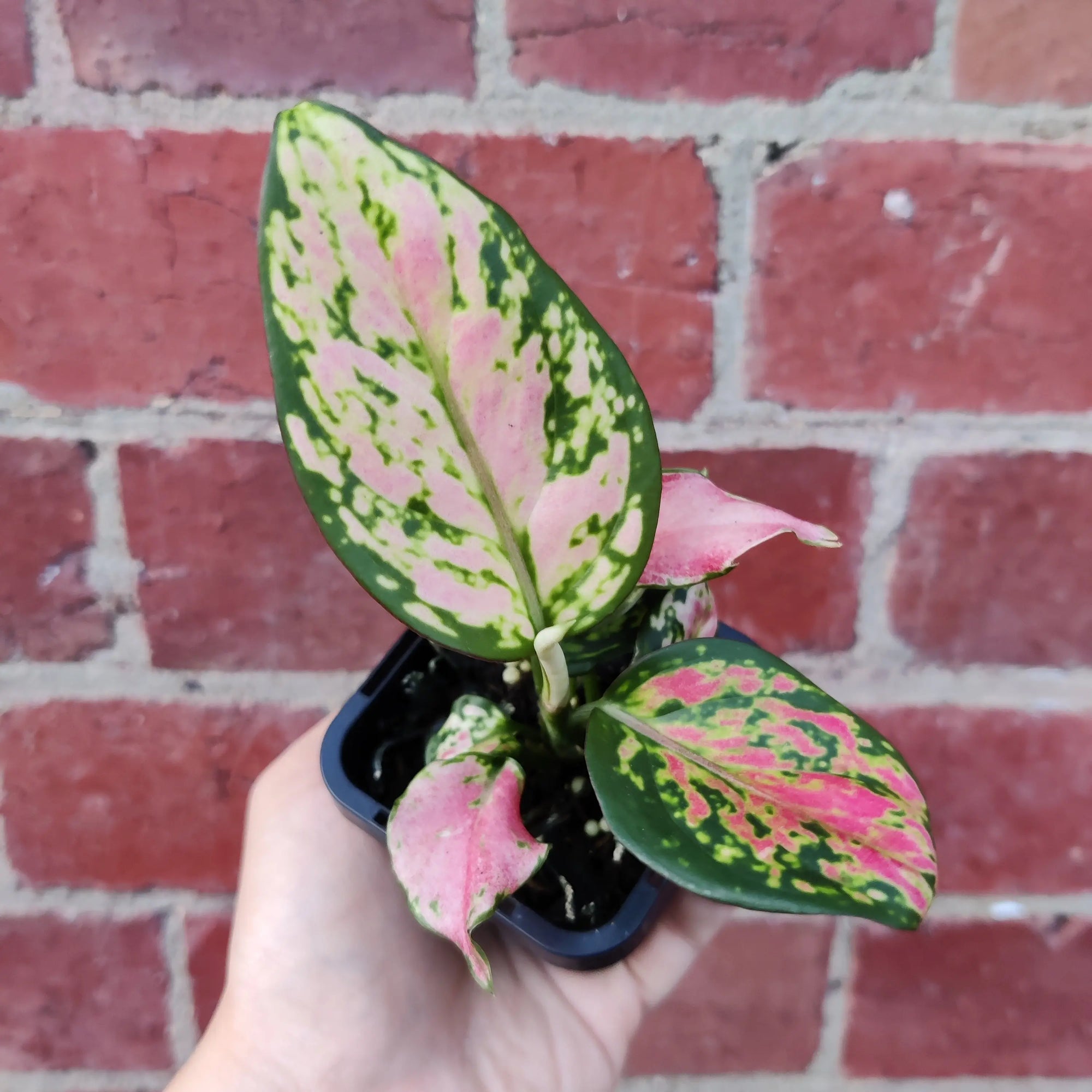 Baby plant - Aglaonema Beauty - 7cm pot Folia House