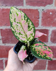 Baby plant - Aglaonema Beauty - 7cm pot Folia House