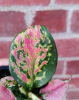 Baby plant - Aglaonema Beauty - 7cm pot Folia House