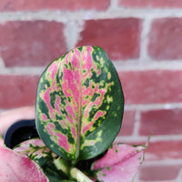 Baby plant - Aglaonema Beauty - 7cm pot Folia House