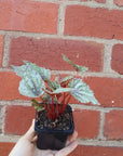 Baby plant - Begonia Speckles Folia House