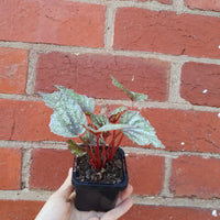 Baby plant - Begonia Speckles Folia House