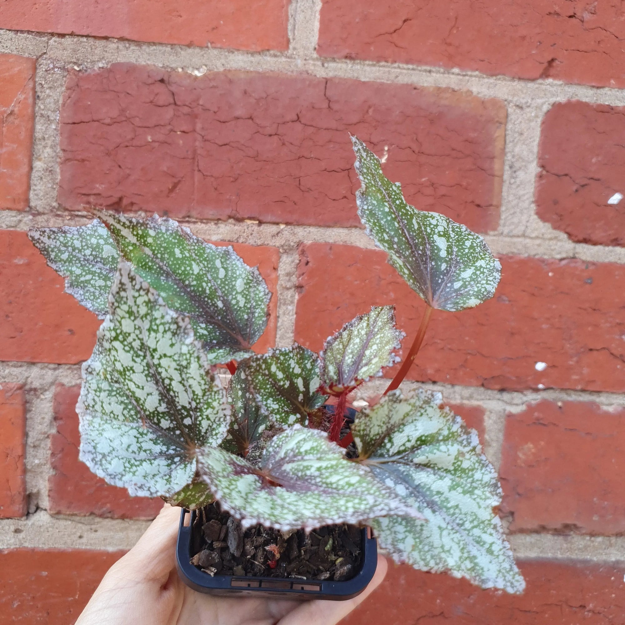 Baby plant - Begonia Speckles Folia House