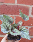 Baby plant - Begonia Speckles Folia House