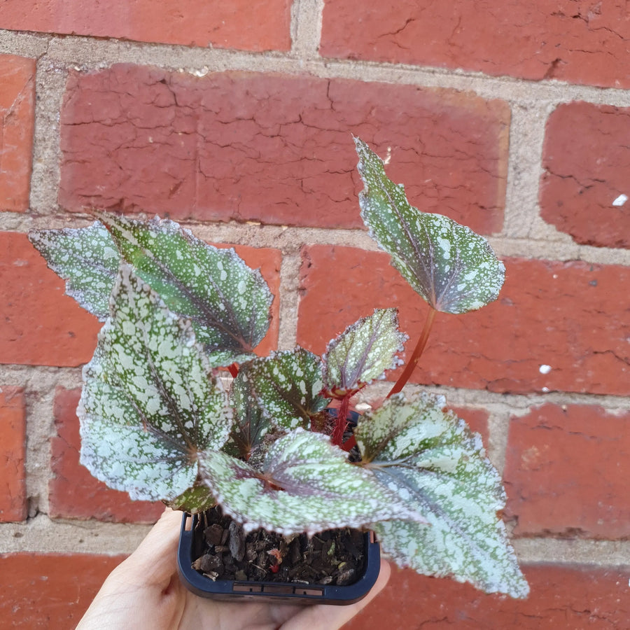 Baby plant - Begonia Speckles Folia House