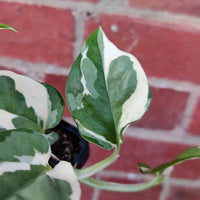 Baby plant - Epipremnum N'Joy Folia House
