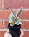 Baby plant - Ficus Decora Tineke Folia House