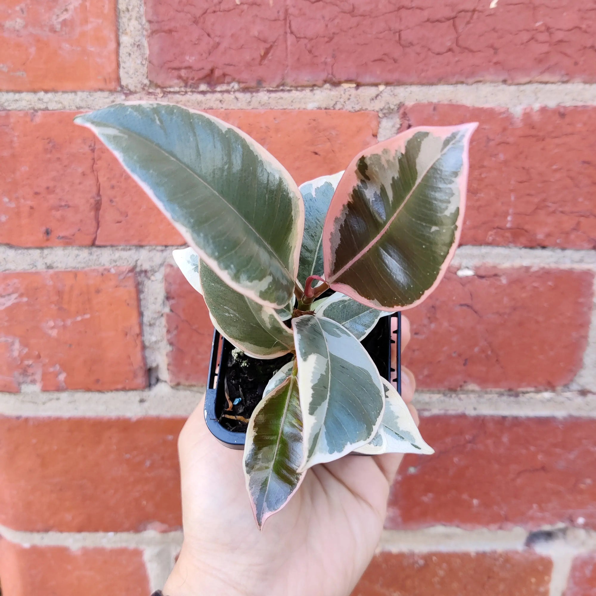 Baby plant - Ficus Decora Tineke Folia House