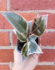 Baby plant - Ficus Decora Tineke Folia House