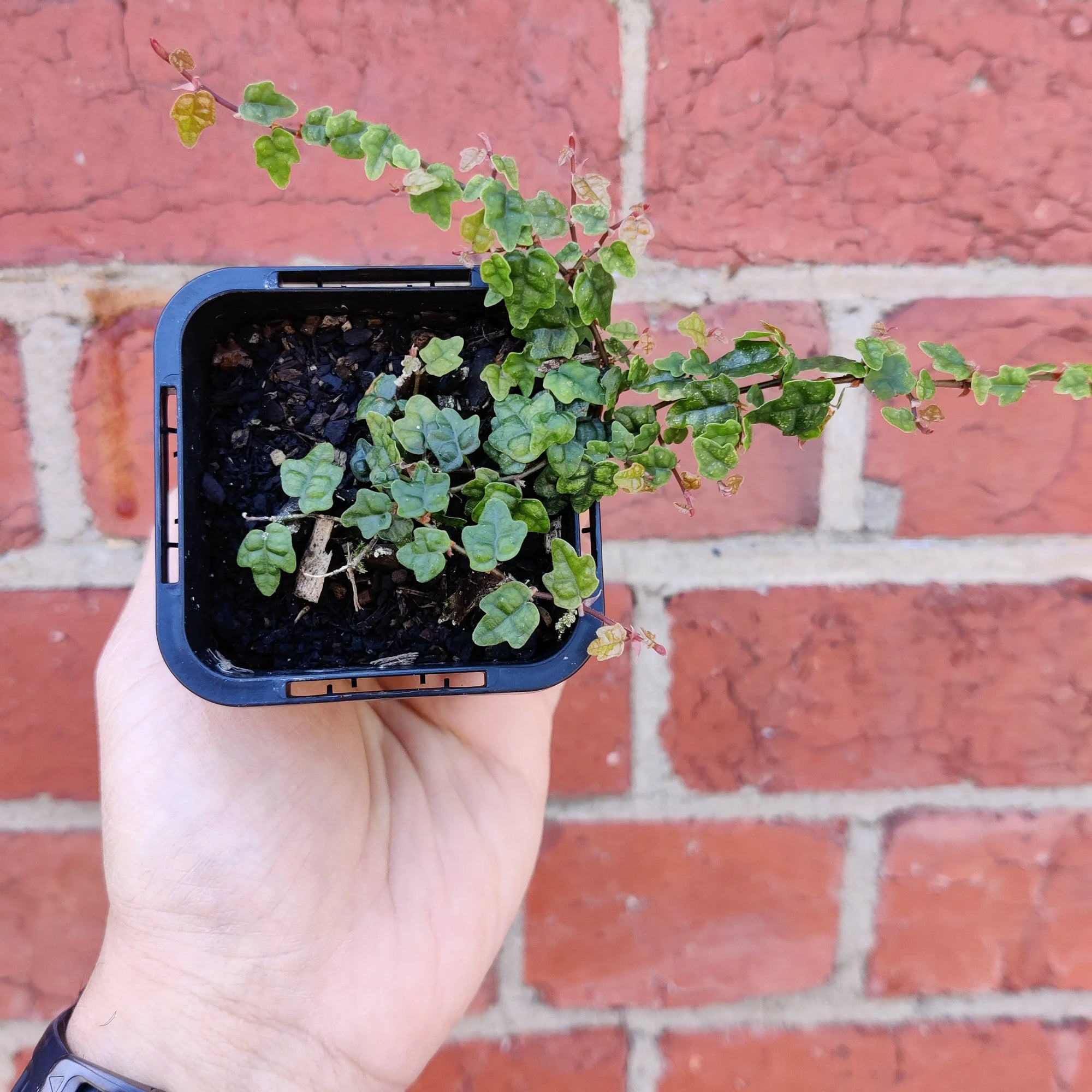 Baby plant - Ficus Quercifolia Minima Folia House