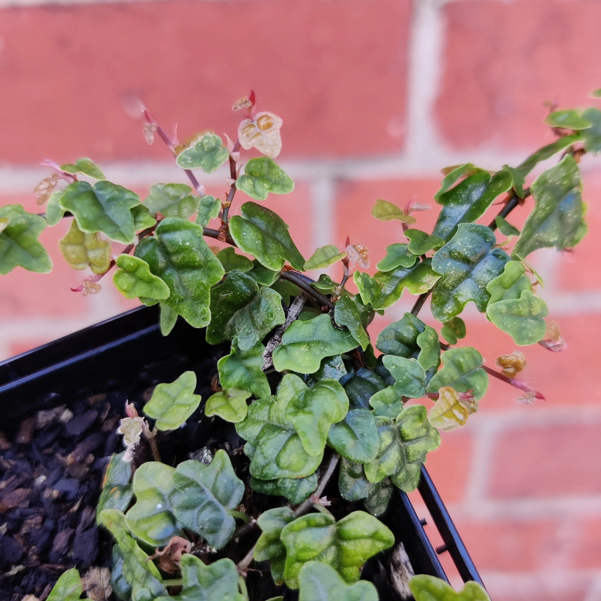 Baby plant - Ficus Quercifolia Minima Folia House