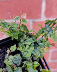 Baby plant - Ficus Quercifolia Minima Folia House