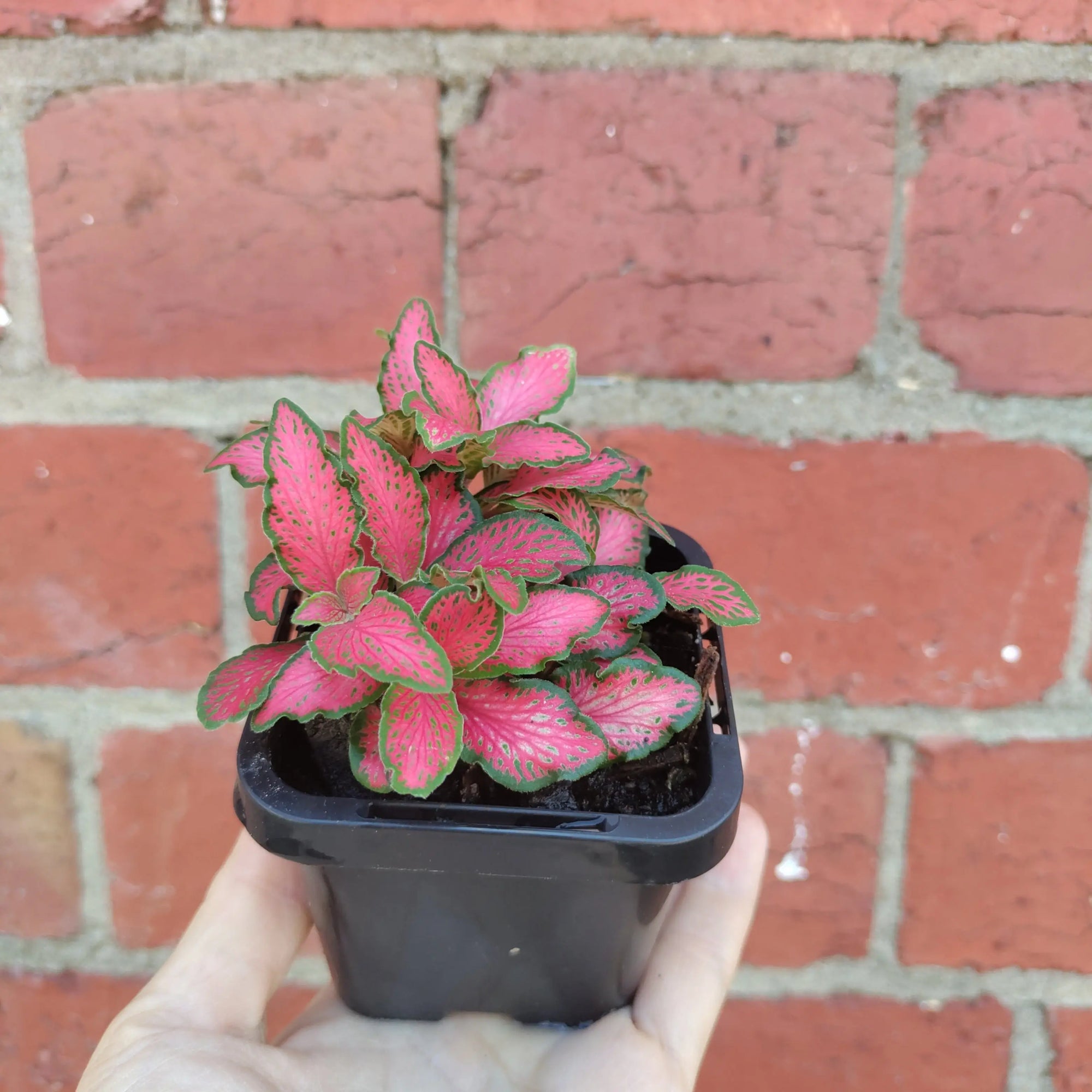 Baby plant - Fittonia Paradisian Inferno Folia House