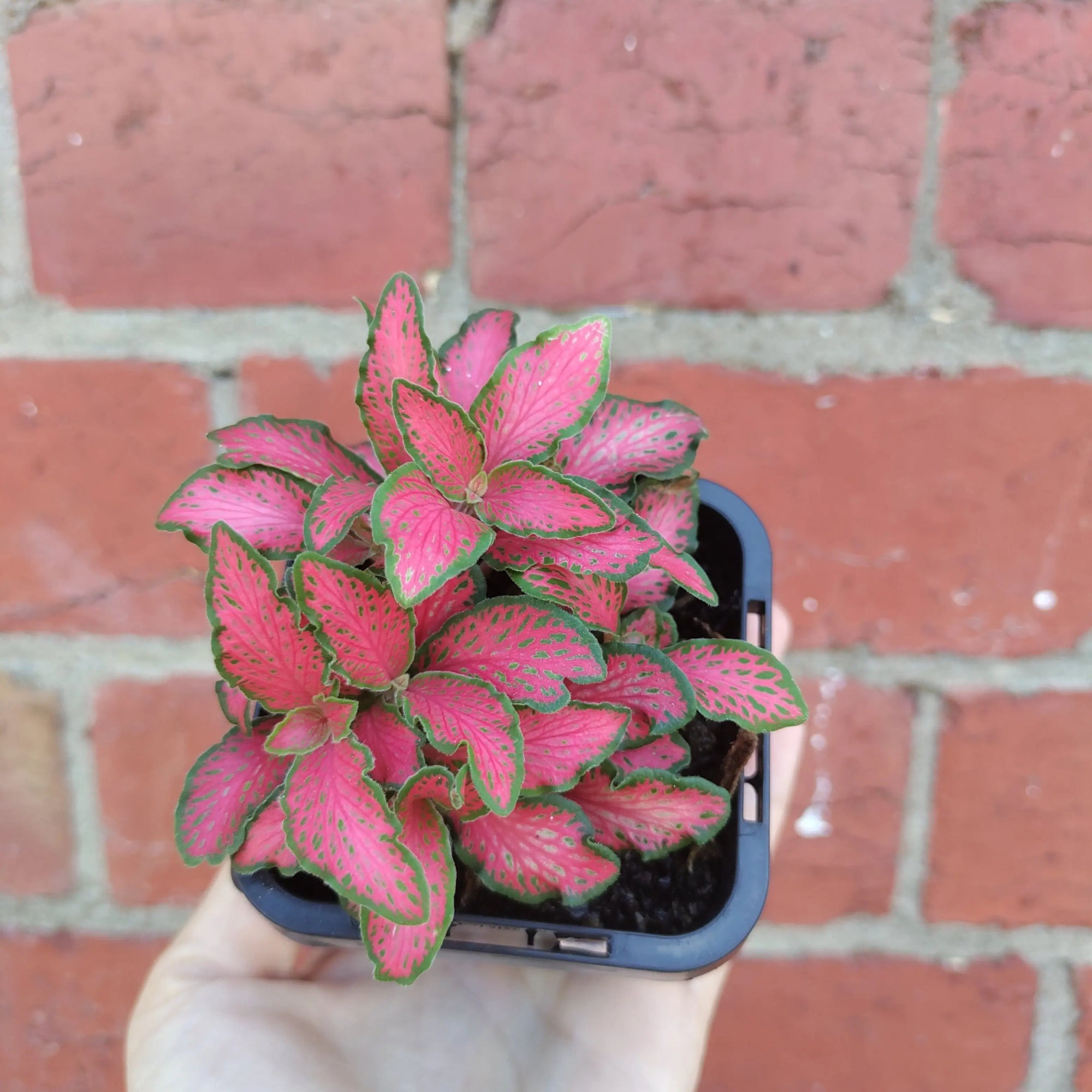 Baby plant - Fittonia Paradisian Inferno Folia House