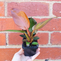 Baby plant - Philodendron Red King Folia House