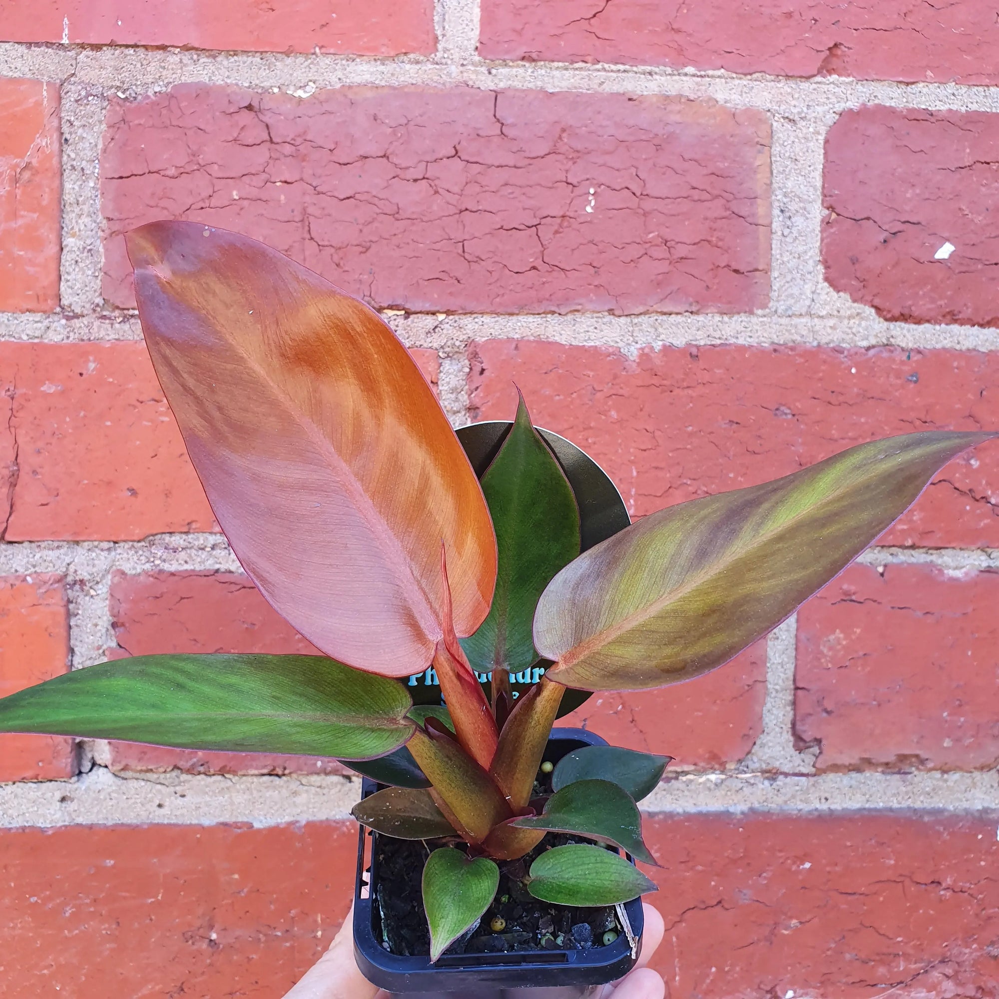 Baby plant - Philodendron Red King Folia House