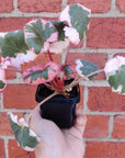 Baby plant - Strawberry Begonia Variegated - 7cm Pot Folia House