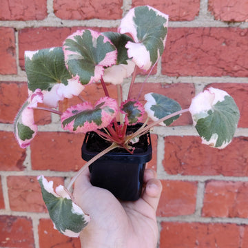 Baby plant - Strawberry Begonia Variegated - 7cm Pot Folia House