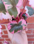 Baby plant - Strawberry Begonia Variegated - 7cm Pot Folia House