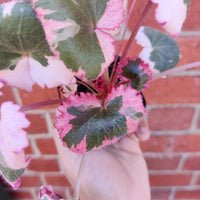 Baby plant - Strawberry Begonia Variegated - 7cm Pot Folia House