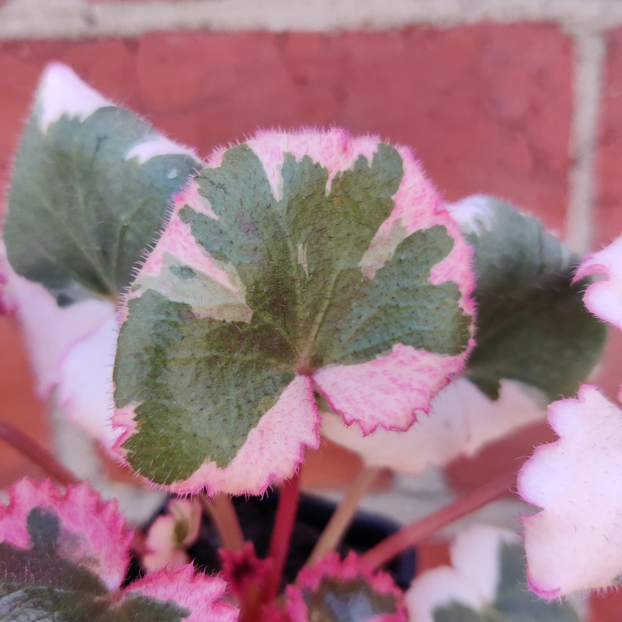 Baby plant - Strawberry Begonia Variegated - 7cm Pot Folia House