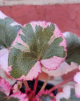 Baby plant - Strawberry Begonia Variegated - 7cm Pot Folia House