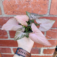 Baby plant - Syngonium Pink Passion Folia House