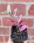 Baby plant - Tradescantia Zebrina Folia House