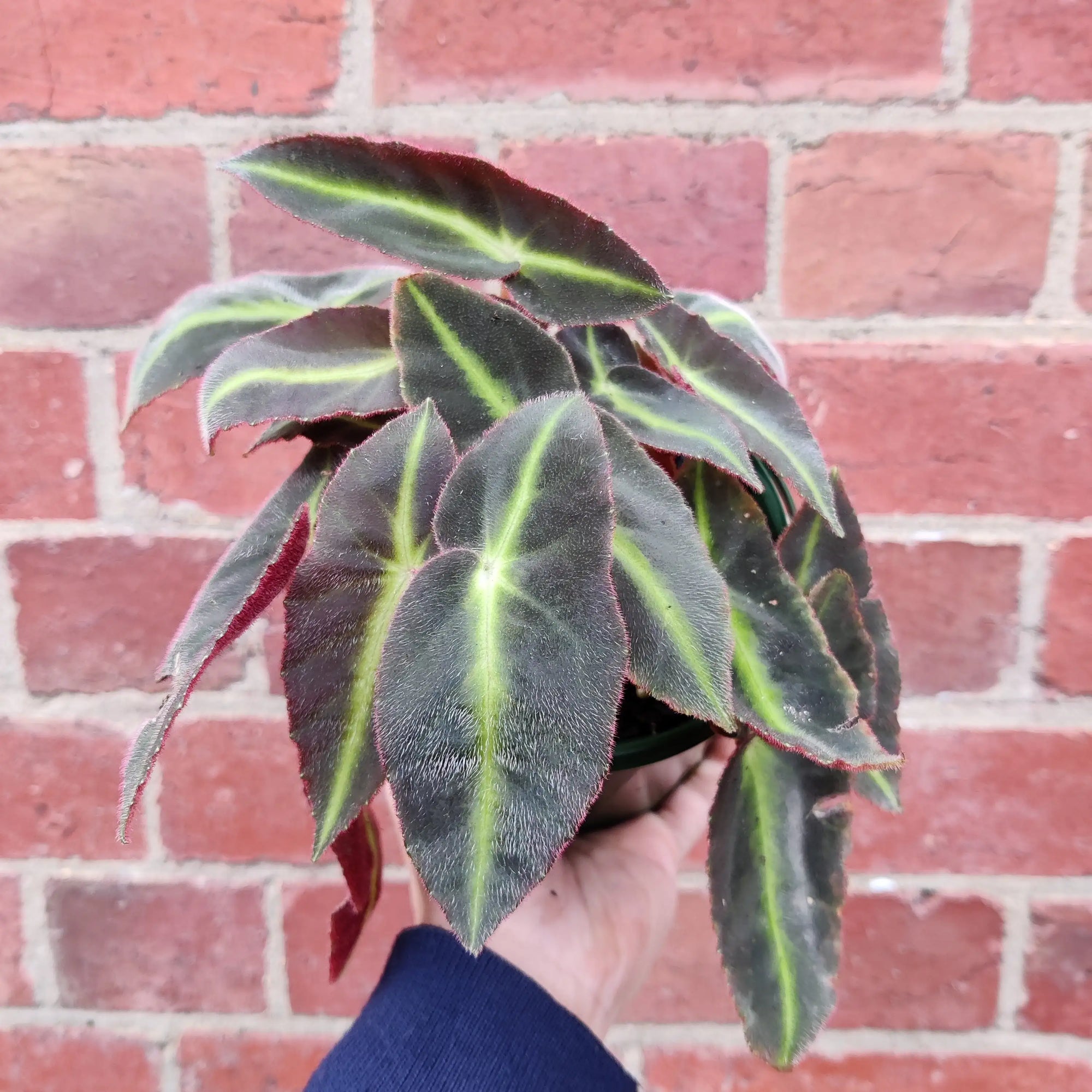 Begonia Lislada - 13cm pot Folia House