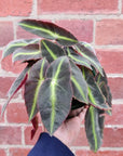 Begonia Lislada - 13cm pot Folia House